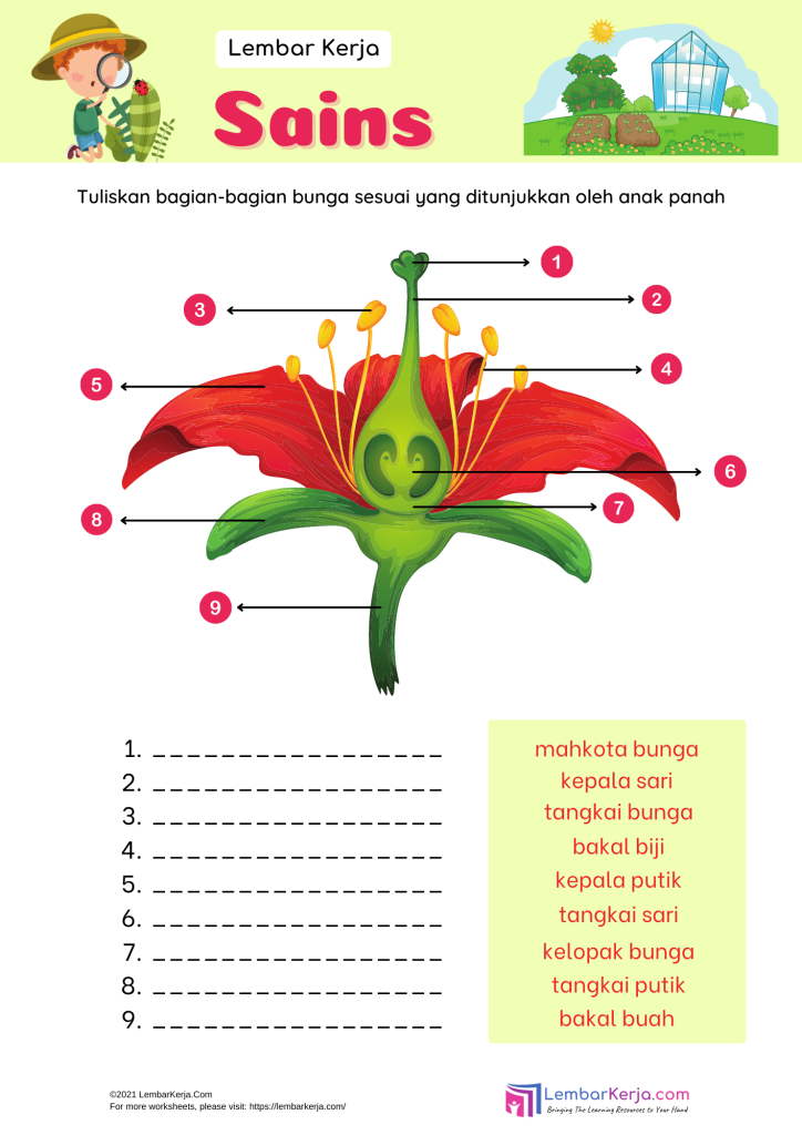 5 Contoh Soal Evaluasi Bunga Nasional Kelas 3 SD: Jangan Sampai Salah